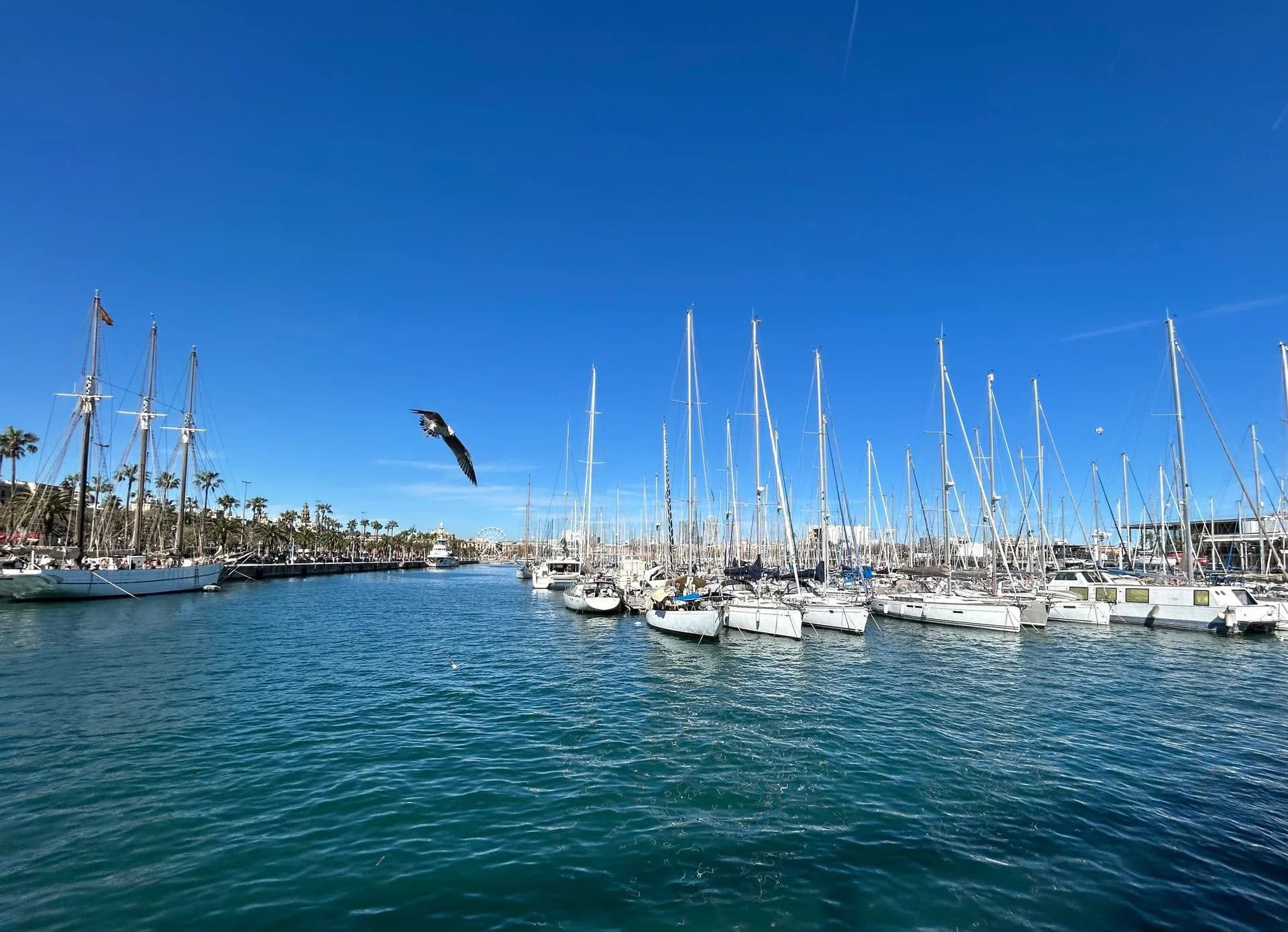 Sailboats docked at a sunny marina in Barcelona, Spain